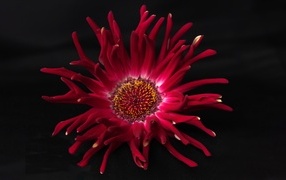 Красный цветок георгина с острыми лепестками на черном фоне