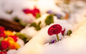 Красный цветок маргаритки под снегом