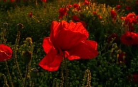 Красный полевой мак с хрупкими лепестками в лучах солнца