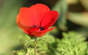 Красный садовый мак с черной серединкой