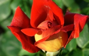 Красный цветок садовой розы крупным планом