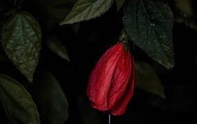 Красный цветок гибискуса в зеленых листьях