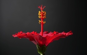 Красный гибискус на сером фоне