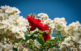 Красная парковая роза среди белых роз