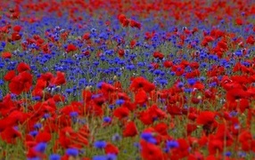 Красные маки и синие васильки на поле