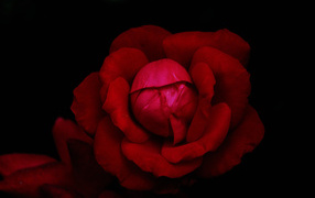 Красная роза в темноте черного фона