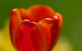 Красные лепестки тюльпана в макро съемке