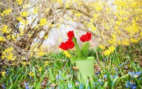 Красные тюльпаны в ведре в саду
