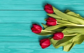 Красные тюльпаны на голубом деревянном фоне