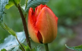 Красный нераспустившийся тюльпан крупным планом