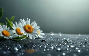 Несколько ромашек лежат на поверхности, покрытой каплями воды