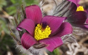 Цветок прострела крупным планом