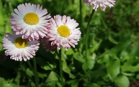 Маленькие розовые маргаритки крупным планом