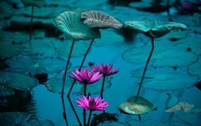 Маленькие розовые цветы лилии в воде с листьями