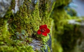 Маленький красный цветок на покрытой мхом поверхности 