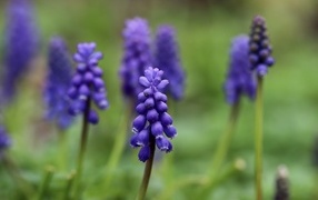 Маленькие весенние цветы мускари на зеленом фоне