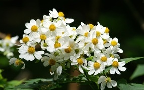 Мелкие белые цветы крупным планом