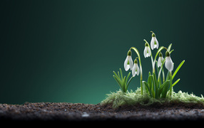 Маленькие белые подснежники на черной земле