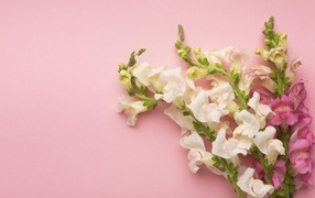 Цветы львиный зев на розовом фоне