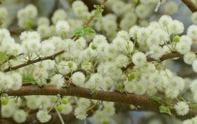 Весенние пушистые цветы на ветках дерева 