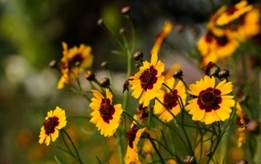 Летние маленькие красивые полевые цветы