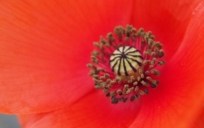 Серединка красного цветка мака крупным планом