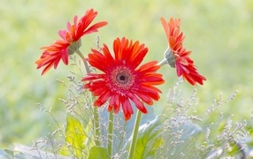 Три цветка герберы с колосьями 