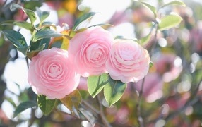 Три розовых цветка магнолии на ветках  