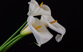 Три белых каллы на черном фоне