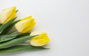 Три желтых тюльпана на сером фоне