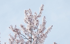 Дерево покрыто цветами на фоне голубого неба