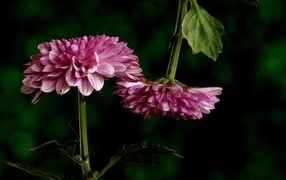 Два розовых цветка хризантемы