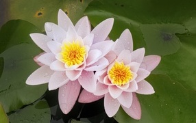 Две розовые водяные лилии в воде с зелеными листьями