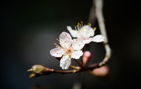 Два белых цветка вишни крупным планом