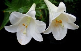 Две белые лилии в желтой пыльце на черном фоне