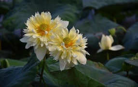 Два белых цветка лотоса отцветают 