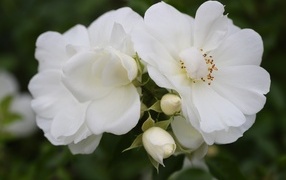 Две белые розы с бутонами крупным планом