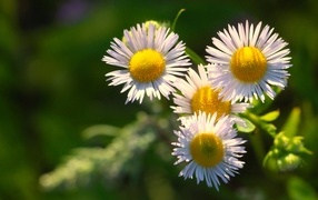 Белые цветы сентябринки в лучах солнца