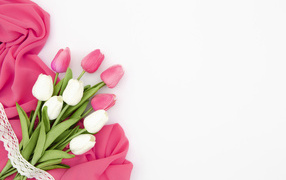 White and pink tulips with fabric on a white background, template