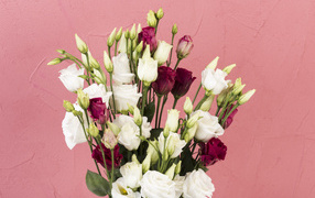 Белые и красные цветы эустомы на розовом фоне