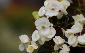 White begonia flowers close up
