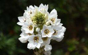 Белый распускающийся цветок арабикум