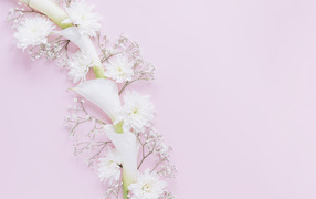 Белые цветы каллы и хризантемы на розовом фоне