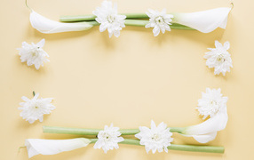 Белые каллы с хризантемами на желтом фоне