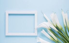 Белые каллы с рамкой для фото на голубом фоне