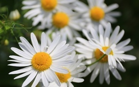 Белые цветы ромашки крупным планом