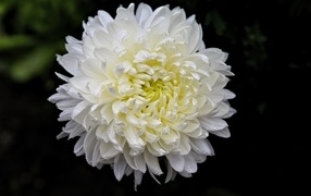 Белый цветок хризантемы в каплях росы