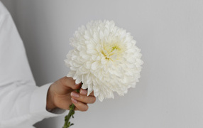 Белый цветок хризантемы в руке