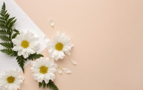 Белые хризантемы с зелеными листьями на розовом фоне