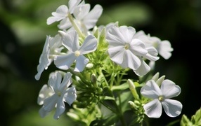 Белые нежные цветы флокс на клумбе летом